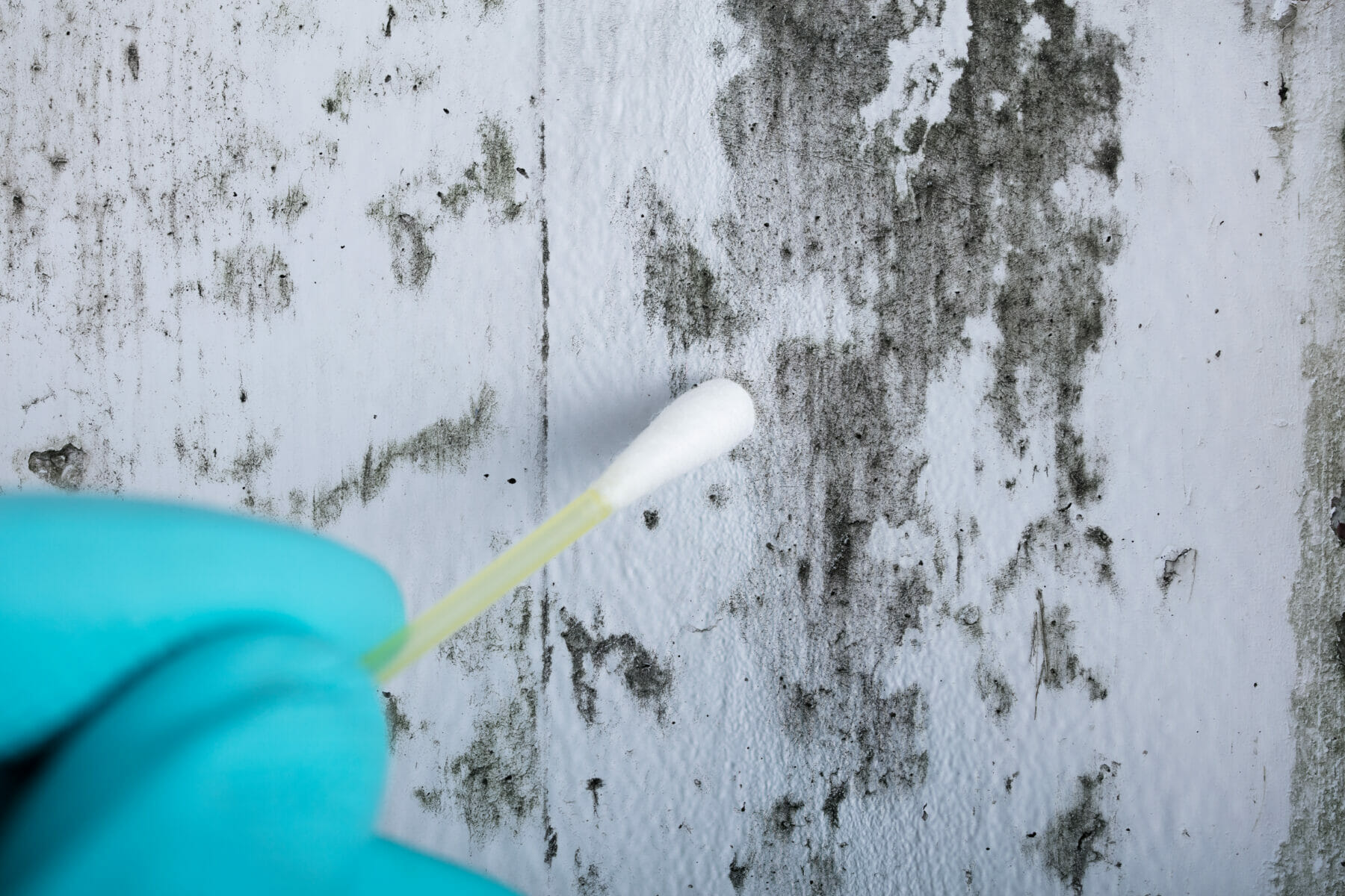 Close-up Of Person's Hand Holding Cotton Bud To Get Fungus Samples From Wall