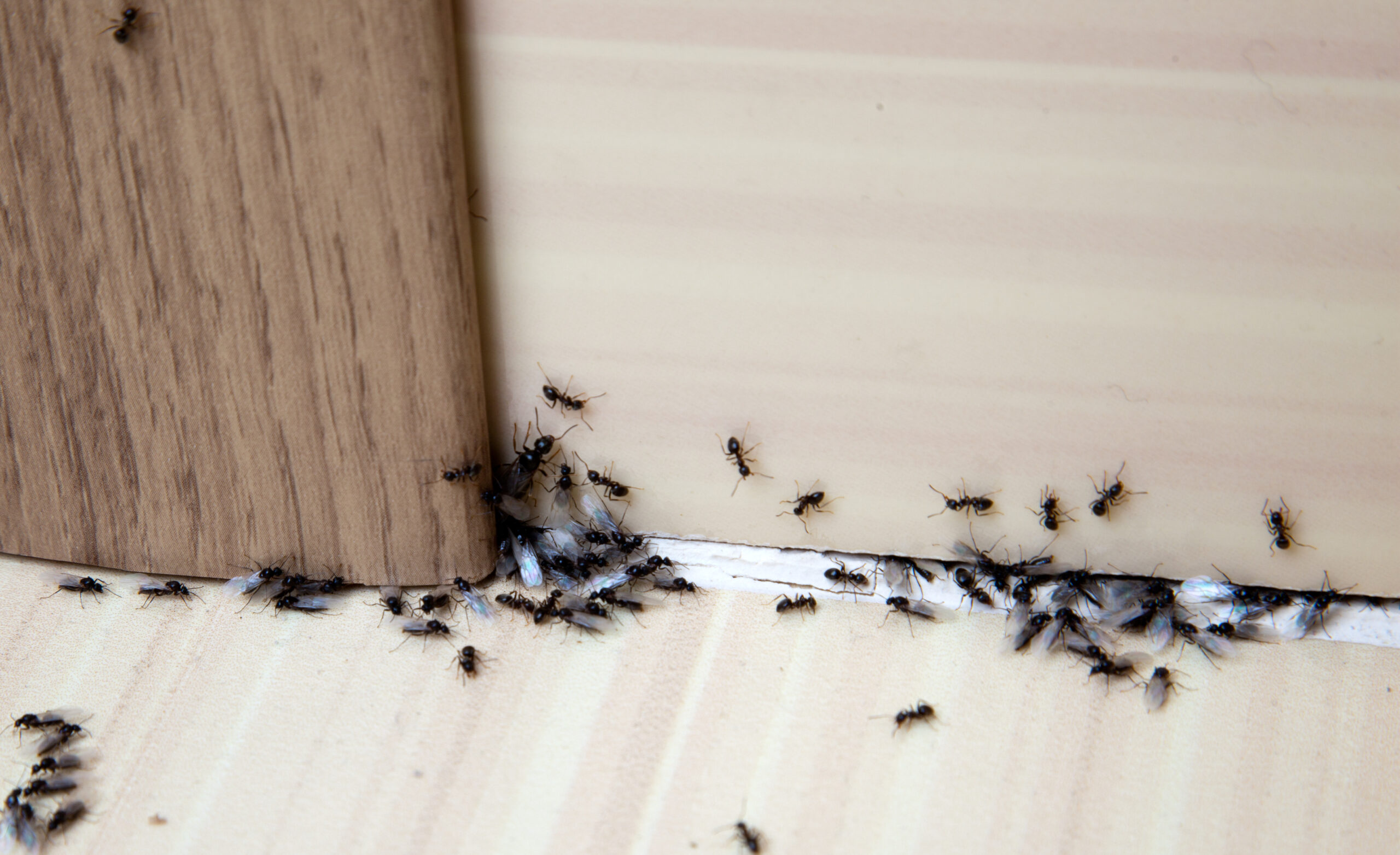 A large group of ants, including winged ones, entering a home through a visible crack between the floor and wall near a wooden baseboard.