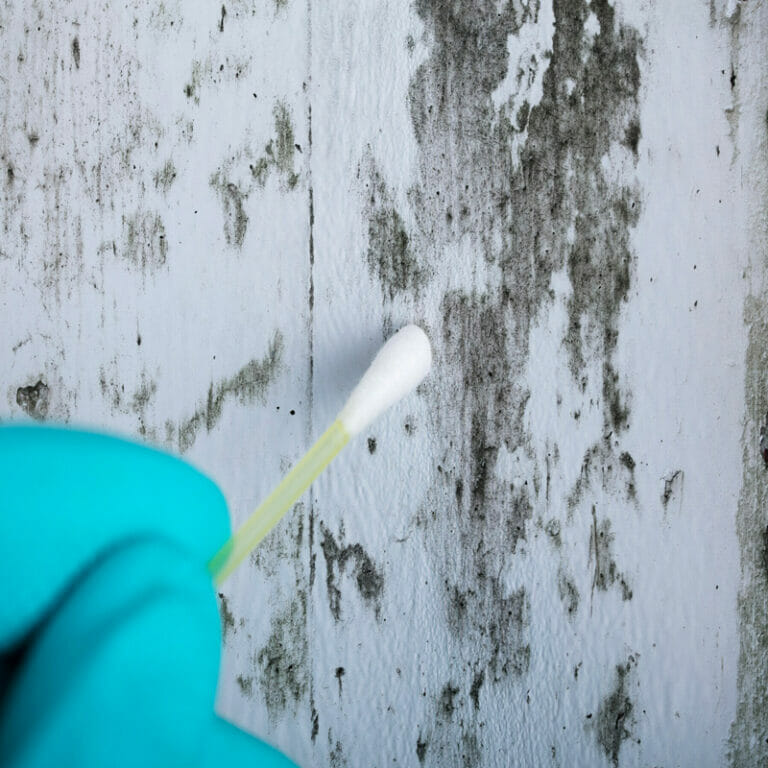 Mold Remediation in Greenville NC