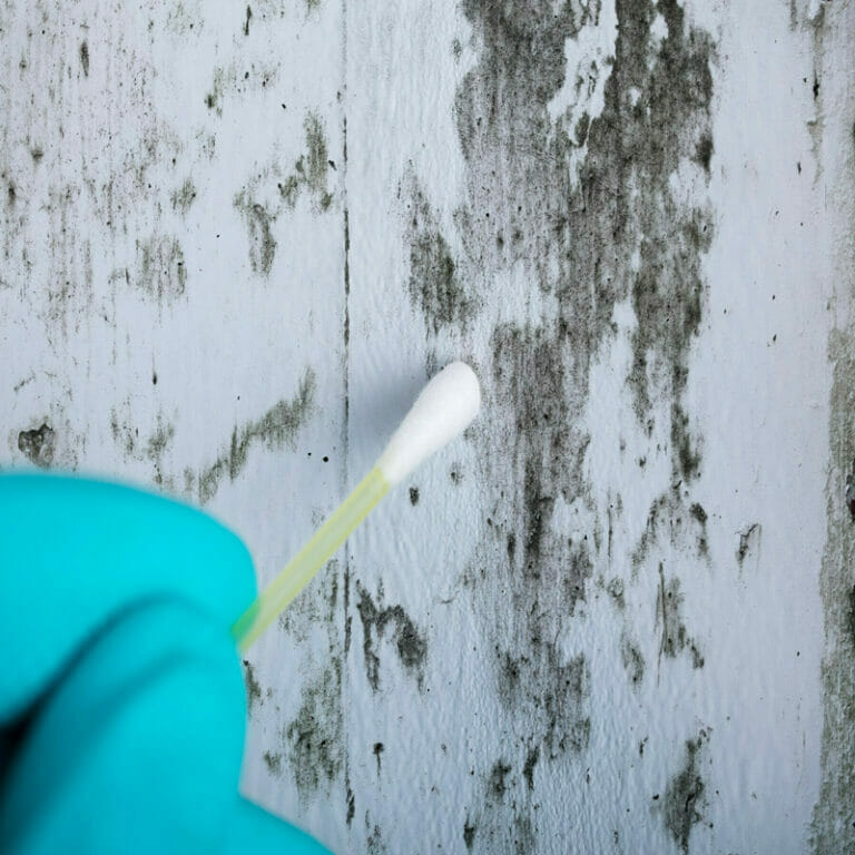 Mold Remediation in Jacksonville NC